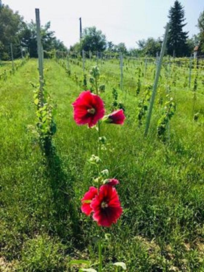 Ágnes almái Ágnes apples Kisapati Exterior foto